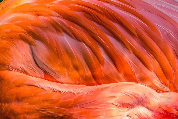 Perry, William 아티스트의 Colorful orange Pink Feathers American Caribbean Flamingo-Florida작품입니다.